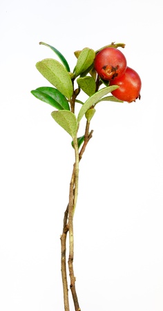 Late cowberry. Branch of red cowberries isolated on white backgroundの写真素材
