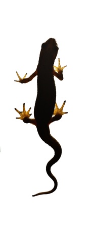 Palmate newt. Dark silhouette of a newt  isolated on a white light background. Triturus helveticus....