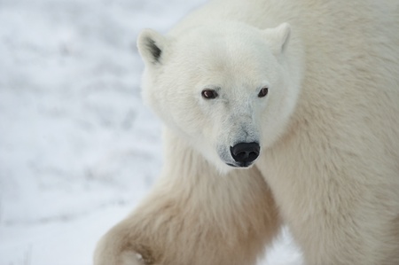 portrait of a polar bear. close up a portrait of a polar bear. の写真素材