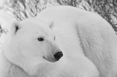 Polar bear in close up portrait . Close up a portrait of a polar bear.  Black and white photoの写真素材