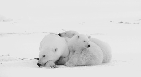 Polar she-bear with cubs. The polar she-bear  with two kids on snow-covered coast.の写真素材