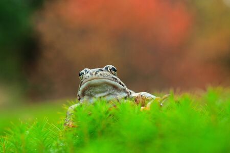 The Common Frog, Rana temporaria also known as the European Common Frog.の写真素材