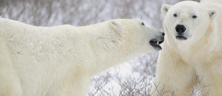 Two polar bears. Two polar bears go on snow-covered tundra.の写真素材