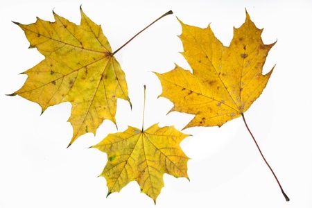 Three autumn yelow maple leafs iisolated on white background.の写真素材