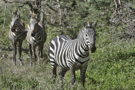 Wild zebras in Africa. Serengeti savanna.の写真素材