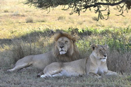 The lion and lioness have a rest in an acacia shade.の写真素材