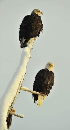 Two eagles ( Haliaeetus leucocephalus )  sit on the dried up treeの写真素材
