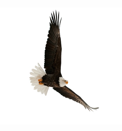 BALD EAGLE ( Haliaeetus leucocephalus )  isolated on the  white. Against a white background の写真素材