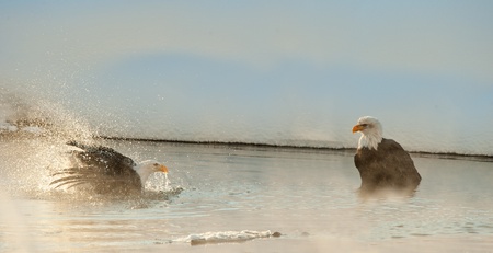 Bald Eagle () bathing in foggy Chilkat River, shined with the sun .Chilkat Bald Eagle Preserve in Haines in Southeast Alaska.の写真素材