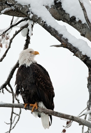 Portrait of an eagle of a dead tree sitting on a branch.Haliaeetus leucocephalus washingtoniensis.の写真素材