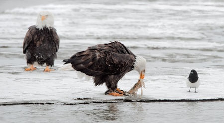 Feeding of Bald eagles (Haliaeetus leucocephalus).Eating fish on snow