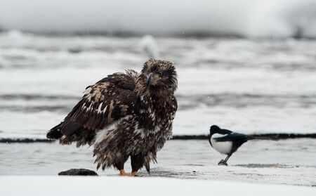 Portrait of a young Bald eagle sitting on snow. Haliaeetus leucocephalus washingtoniensis