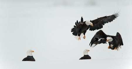 Fighting  Bald eagles  (Haliaeetus leucocephalus).Eating fish on snow