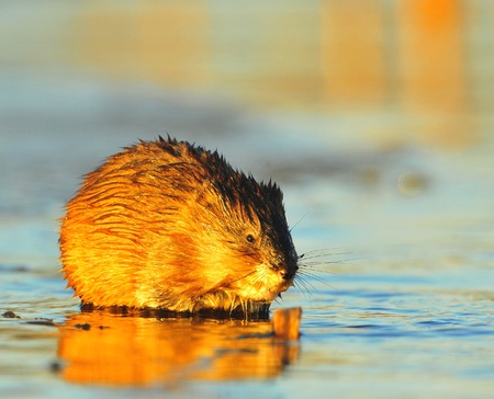 Muskrat (Ondatra zibethica) on the brink of an ice floe, shined with light of the sunset sun. Winterの写真素材