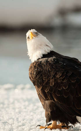 Close up Portrait of a Bald eagle (Haliaeetus leucocephalus washingtoniensis ) on the snow .