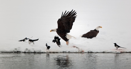  Bald Egles  HALIAEETUS LEUCOCEPHALUS  and  magpies fly up from snow 