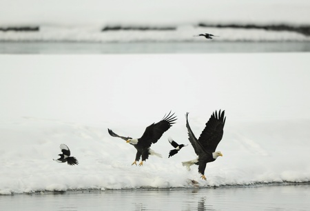 Two Bald Egles  HALIAEETUS LEUCOCEPHALUS  and two magpies fly up from snow 