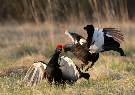 Black Grouse   Tetrao tetrix  at lek  Spring   Russia の写真素材