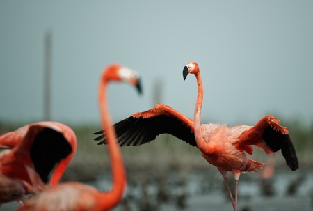 Portrai of two Great Flamingo on the blue background   Rio Maximo, Camaguey, Cuba  の写真素材