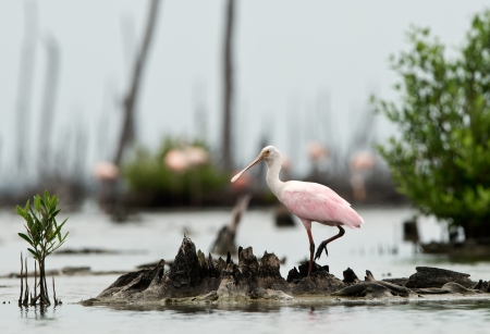 The Roseate Spoonbill, Platalea ajaja, (sometimes placed in its own genus Ajaja)の写真素材