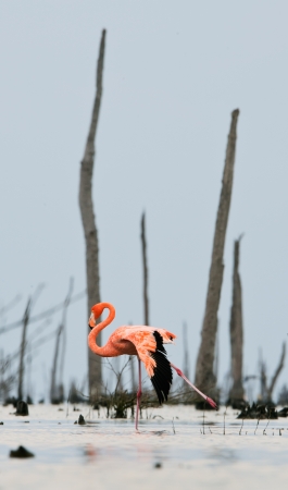 The pink Caribbean flamingo   Phoenicopterus ruber ruber   goes on water  In blue twilight the pink flamingo goes on a swamp の写真素材
