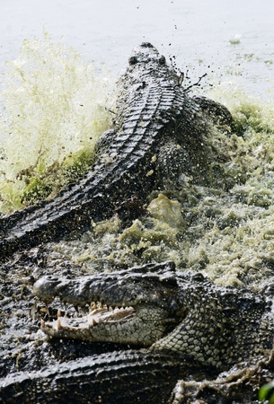 Fighting crocodiles  Two crocodiles  Crocodylus rhombifer  fight in a splashes  の写真素材