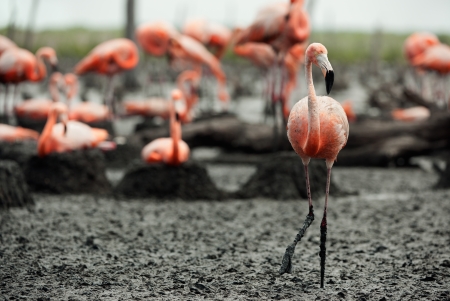 Colony of Great Flamingo the on nests  Rio Maximo, Camaguey, Cuba  の写真素材