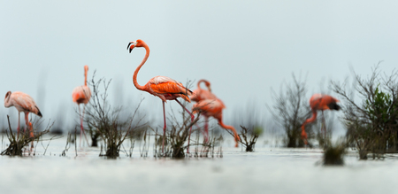 The pink Caribbean flamingo   Phoenicopterus ruber ruber   goes on water  In blue twilight the pink flamingo goes on a swamp の写真素材