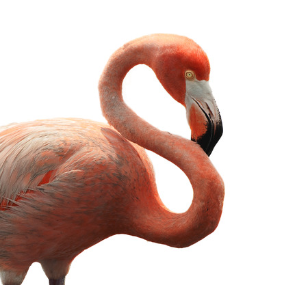 Portrait of Great Flamingo   Phoenicopterus ruber  isolated on white  の写真素材