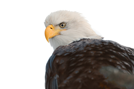 Winter Close up Portrait of a Bald eagle  Haliaeetus leucocephalus washingtoniensis    Isolated on white backgroundの写真素材