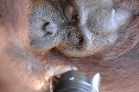 Orangutan Ben. A portrait of the young orangutan on a nickname Ben. Close up at a short distanceの写真素材