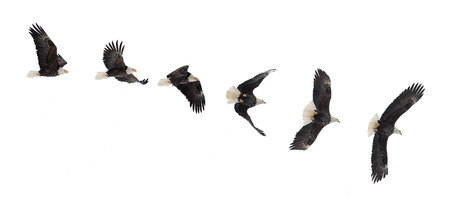 Various phases of a flying  bald eagle ( Haliaeetus leucocephalus ). Isolated white backgroundの写真素材