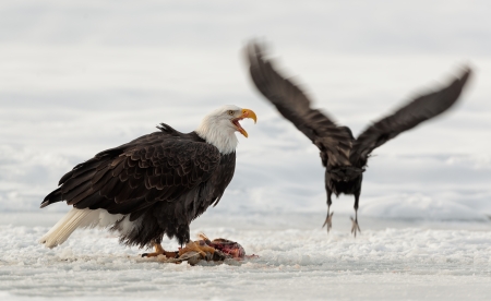 Eating bald eagle ( Haliaeetus leucocephalus ) and raven. の写真素材