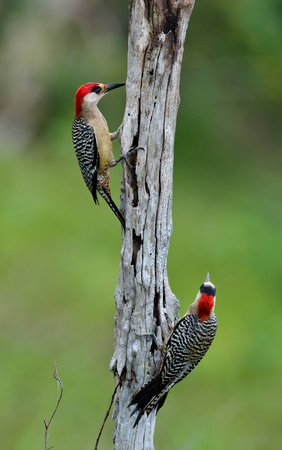 Couple of West Indian Woodpecker  Melanerpes superciliaris     Cubaの写真素材