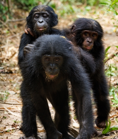 Three cubs of Chimpanzee bonobo  ( Pan paniscus). Democratic Republic of Congo. Africa の写真素材