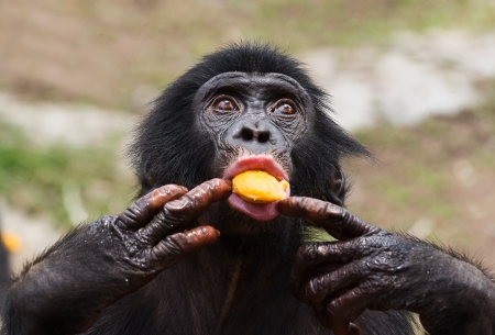 Cub of a Chimpanzee bonobo ( Pan paniscus). Democratic Republic of Congo. Africa の写真素材