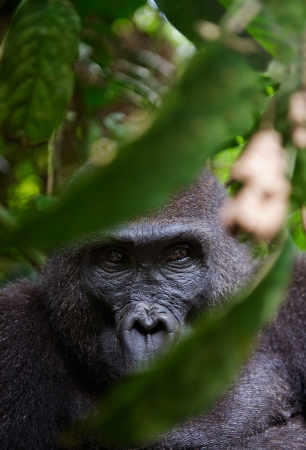 Portrait of a female of The western lowland gorilla (Gorilla gorilla gorilla) close up at a short...