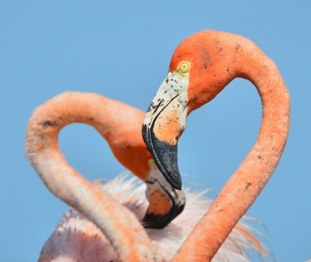 Portrait of the two Caribbean flamingo. A portrait of the Caribbean flamingo in bird colony. の写真素材