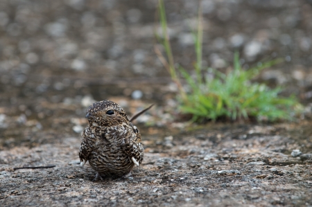 Cuban Nightjar (Caprimulgus cubanensis) Antrostomus cubanensisの写真素材