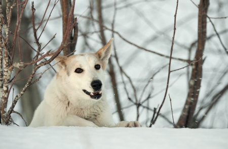 Winter portrait of a dog  Winter  Russia