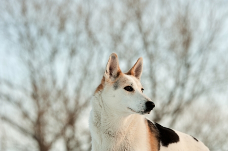 Winter portrait of a dog  Winter  Russia