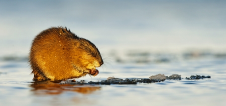 The muskrat  Ondatra Zibethica  sits on a sunset sunlight  の写真素材