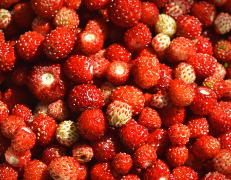 A lot of red juicy wild strawberry. Closeup of heap of ripe wild strawberries  の写真素材