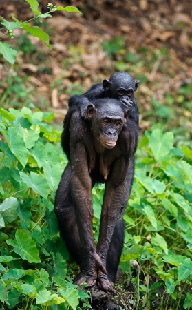Bonobo  Cub on brachiums at mother.  At a short distance, close up. The Bonobo ( Pan paniscus),  called the pygmy chimpanzee. Democratic Republic of Congo. africaの写真素材
