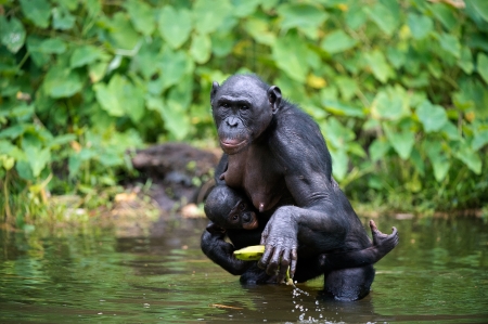 Bonobo  ( Pan paniscus) with cub in the water. At a short distance, close up. The Bonobo ( Pan paniscus),  called the pygmy chimpanzee. Democratic Republic of Congo. Africaの写真素材