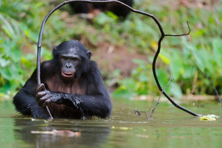 Bonobo  in the water with branch  At a short distance, close up  The Bonobo   Pan paniscus ,  called the pygmy chimpanzee  Democratic Republic of Congo  Africaの写真素材