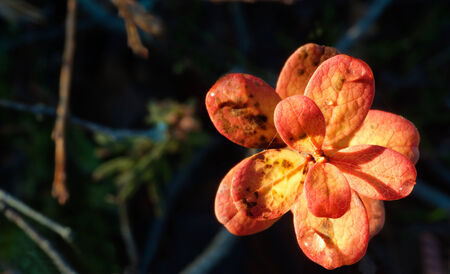 Autumn leaves in sunset light  Bog bilberry or northern bilberry  on the dark background