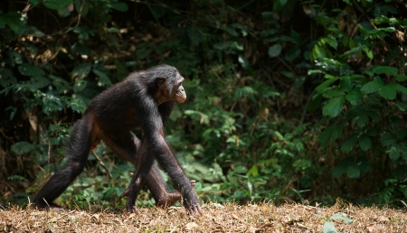 Walking Bonobo    Pan paniscus    portrait  At a short distance, close up  の写真素材