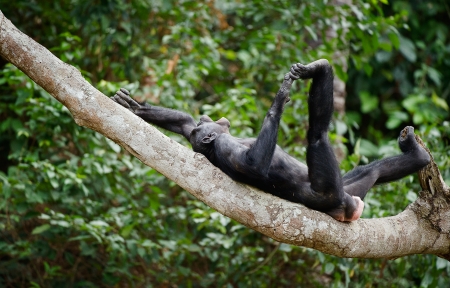 The laughing Bonobo on a tree branch. Democratic Republic of Congo. Africa の写真素材