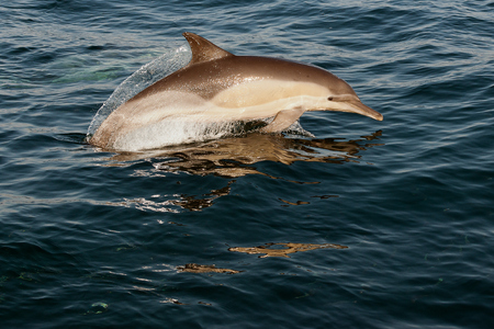 The jumping dolphins comes up from water の写真素材